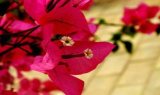 三角梅什么时候剪枝 三角梅什么时候剪枝最好