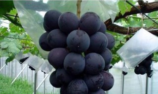 巨峰葡萄拉穗方法 巨峰葡萄怎么摘心