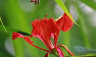 尹子兰倒盆什么时候好 尹子兰怎么换盆