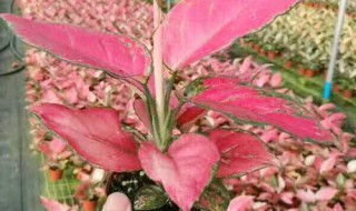 吉利红怎么养 吉利红怎么养让叶片更红