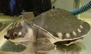 鱼和猪鼻龟可以混养吗（鱼和猪鼻龟可以混养吗视频）