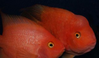 迷你鹦鹉鱼怎么看公母 迷你鹦鹉鱼怎么看公母图解