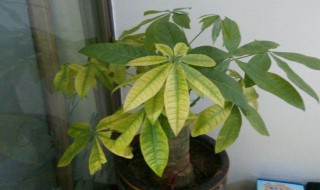 发财树叶子发黄的原因（发财树叶子发黄的原因以及解决方法）