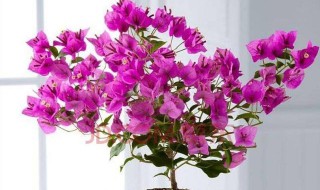 三角梅换盆注意事项（三角梅换盆注意事项有哪些）