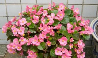 秋海棠花的养殖方法（秋海棠花的养殖方法揷杄注意事项）