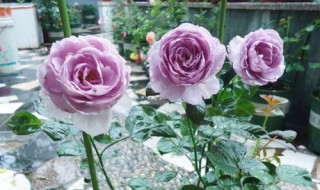 月季小苗如何养壮（怎样让月季枝条变得粗壮）