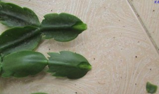 叶仙嫁接蟹爪兰教程 叶仙嫁接蟹爪兰方法视频