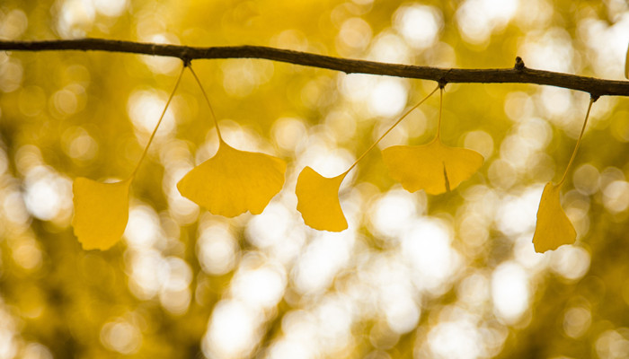 银杏叶怎么处理才无毒 银杏怎么处理才没有毒