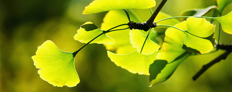 银杏叶怎么处理才无毒 银杏怎么处理才没有毒