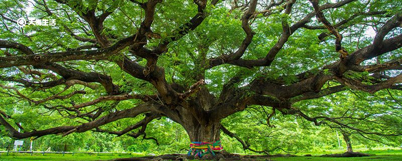 橡皮树的养殖方法和注意事项是什么 关于橡皮树的养殖方法和注意事项是什么