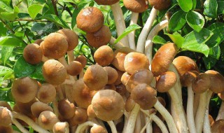 茶树菇种植 茶树菇种植所需的条件