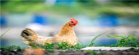 立秋后鸡不下蛋的原因_养鸡人必看 秋天鸡不下蛋