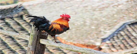 公鸡打鸣多久会停_养鸡人必看（一般公鸡打鸣持续多久）