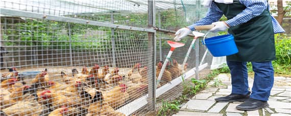 养鸡场怎样消灭黄鼠狼_养鸡人必看 养鸡场有黄鼠狼怎么办