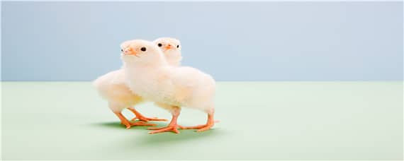 小鸡的生长过程_养鸡人必看 小鸡的繁殖和生长过程