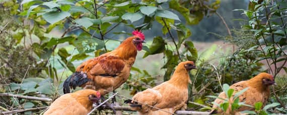 农村养土鸡方法_养鸡人必看（家里养土鸡 怎样喂鸡）