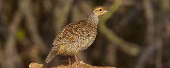 芦丁鸡多大开始下蛋_养鸡人必看 芦丁鸡多长时间开始下蛋