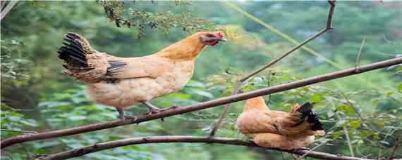 鸡内金加工方法_养鸡人必看 新鲜鸡内金的处理方法