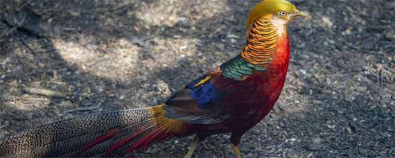 红腹锦鸡养殖技术_养鸡人必看 红腹锦鸡人工养殖