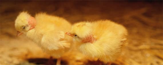 小鸡喜欢吃什么_养鸡人必看（小鸡需要吃什么）