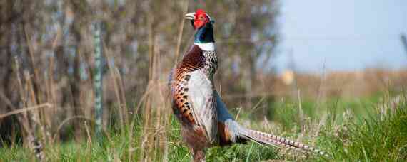 野鸡冬天的活动规律_养鸡人必看 冬天野鸡的活动规律有哪些
