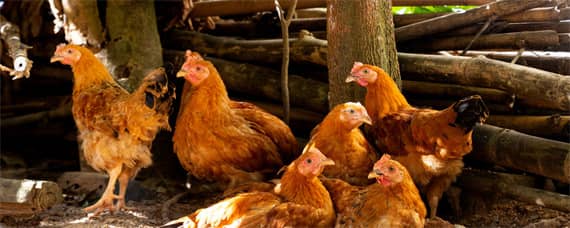 鸡一般能长多大_养鸡人必看（鸡一般多久能长大）