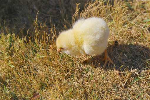 鸡苗怎么购买（鸡苗怎么购买便宜）