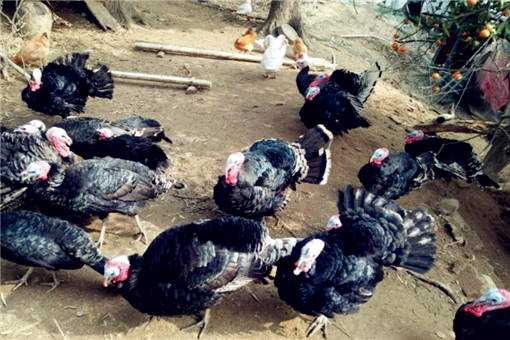 火鸡养殖成本高吗（火鸡养殖成本高吗知乎）