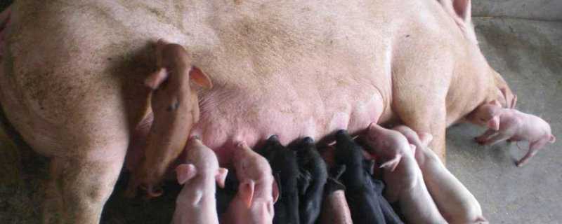 后备母猪不发情喂什么 后备母猪总是不发情怎么办