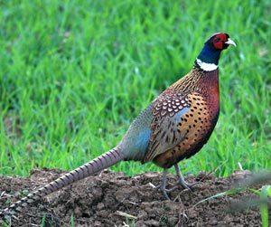 野山鸡养殖需具备什么条件 野山鸡养殖需具备什么条件和要求