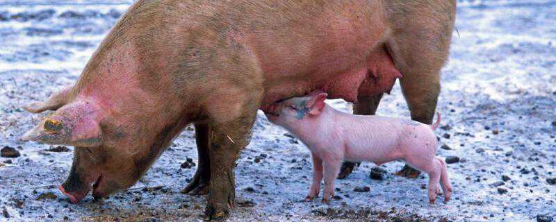 母猪不发情的治疗方案介绍！ 治疗不情母猪的完整方法