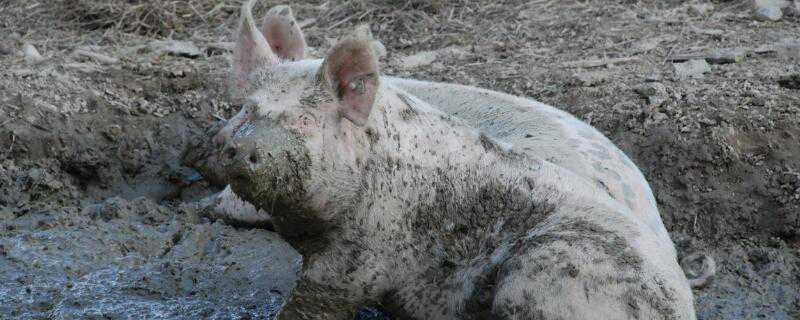 母猪高烧41度怎么办 母猪高烧42度怎么办