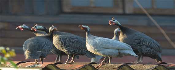 珍珠鸡能长多大多少斤 珍珠鸡最大能长多少斤