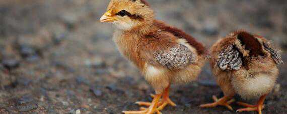 小鸡仔吃什么东西（小鸡仔吃啥东西）