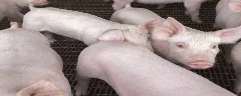 非洲猪瘟康复猪有抗体吗 非瘟康复猪传染非洲猪瘟病毒吗