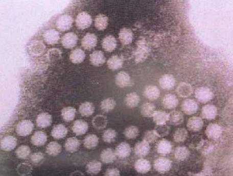 猪病——猪细小病毒感染（猪感染细小病毒症状）