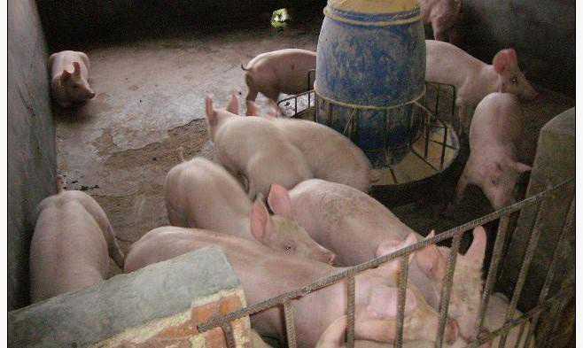 猪病——仔猪副伤寒病（仔猪副伤寒的症状和治疗）