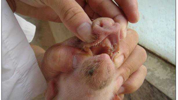 猪病——乳猪皮肤病 猪身上的皮肤病