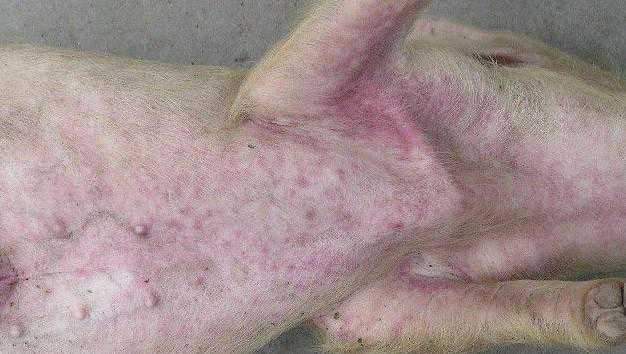 猪病——猪瘟图解 猪瘟病图片