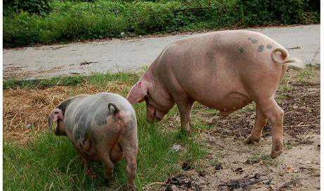 春季猪气喘病怎么治 猪气喘病怎么治疗