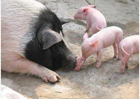 断奶猪崽出现两病混感的诊治方法 断奶仔猪常见病