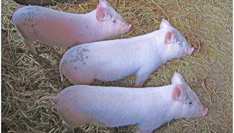 防治仔猪断奶腹泻（防治仔猪断奶腹泻的药）