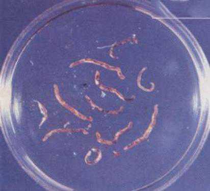 猪肾虫病（猪肾虫病图片）