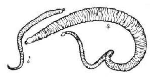 猪病猪肠道线虫病如何防治（猪得了胃线虫怎么治疗）