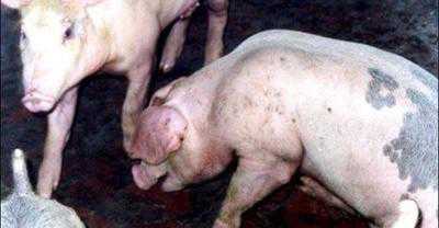 猪气喘病的治疗与预防 猪气喘病的治疗与预防ppt