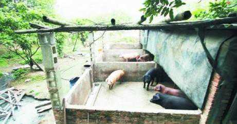 猪中暑的症状及治疗 猪中暑的症状是什么?