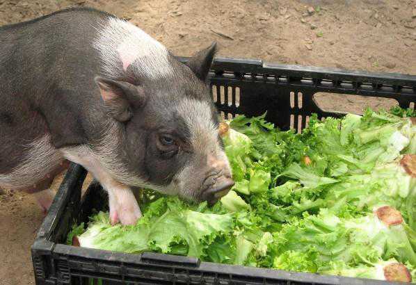 炎热夏季小猪长时间拉稀怎么办（小猪太热了拉稀怎么办）