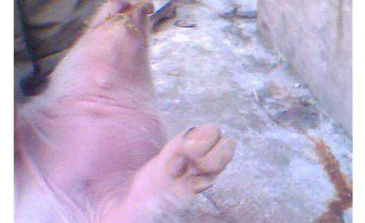 春季猪水肿病的预防（猪水肿病的特征是什么）