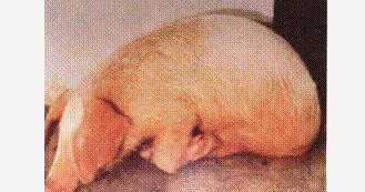 猪病——猪流行性感冒 猪流行性感冒的症状以及治疗