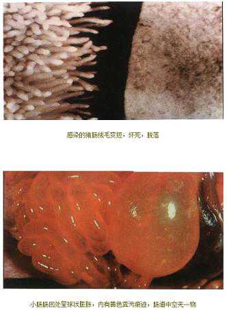 猪病——传染性胃肠炎（猪传染性胃肠炎的症状以及治疗）